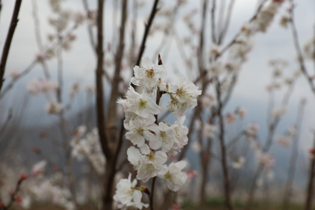 发耳镇樱桃花航拍视频出炉！敢不敢来行一场飞花令？开始！