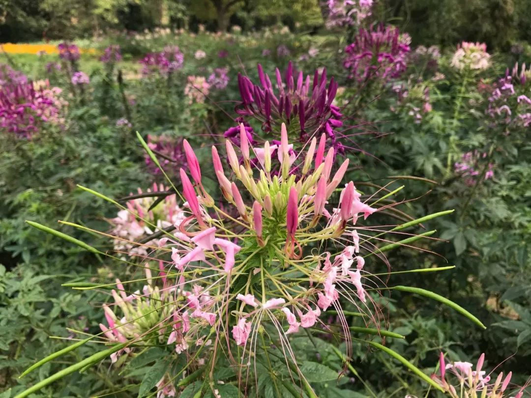 去日本从哪里出发最便宜,去日本从哪出发最便宜