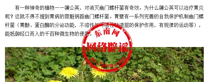 蒲公英泡水喝可以治幽门螺杆菌吗,蒲公英泡水喝能治愈幽门螺杆菌吗