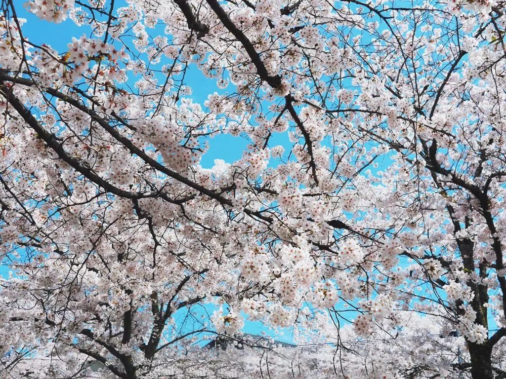 2019年日本樱花季日程表小众赏樱攻略！