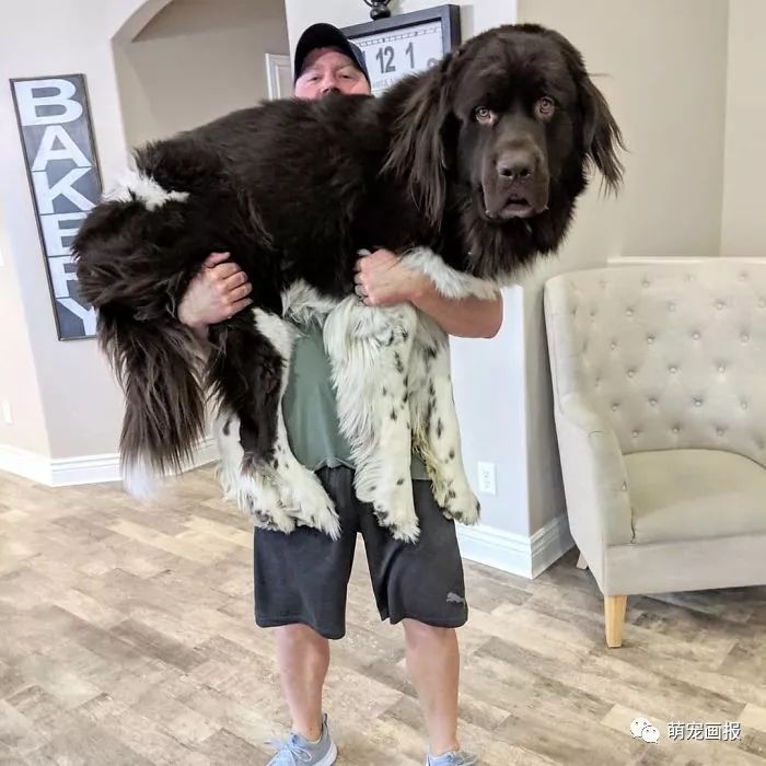 家里有一只大块头纽芬兰犬，是怎样的一种体验？