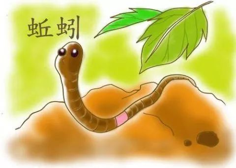 世界上最珍贵的蚯蚓,蚯蚓真的能排出那么多蚯蚓粪