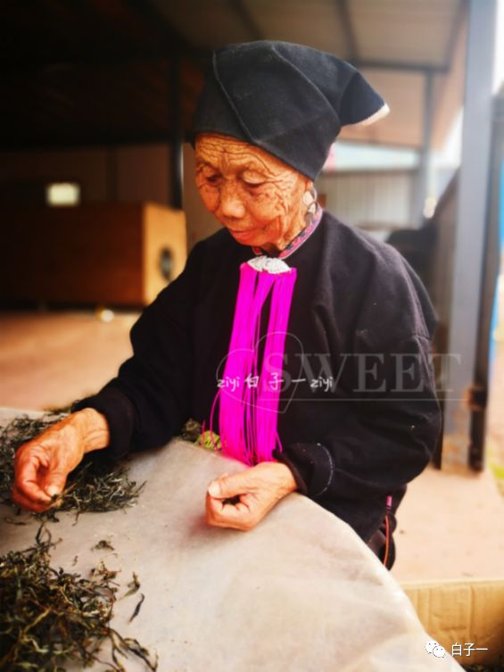 「子一茶课堂」茶里的黄片到底是什么？