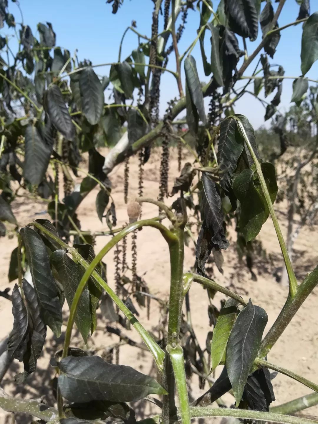 寡妇年真的有倒春寒吗,2019年是不是寡妇年