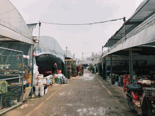 花市买花推荐,今年的花市在哪里逛