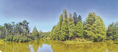 从化飞瀑草,飞瀑草