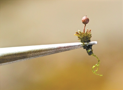 从化飞瀑草,飞瀑草