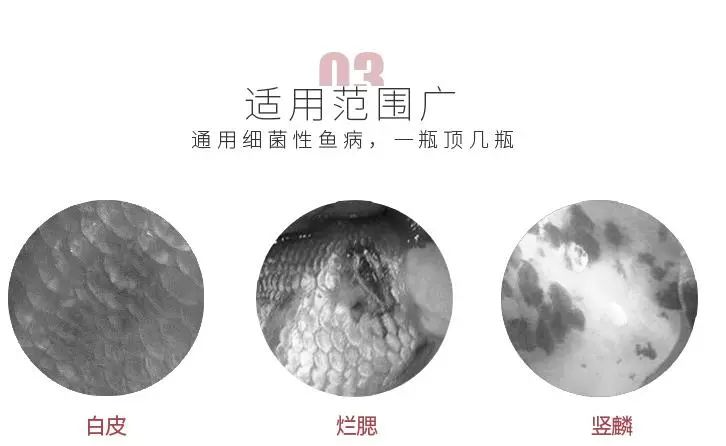 怎么防止鱼得肠炎,解决鱼肠炎的老方法