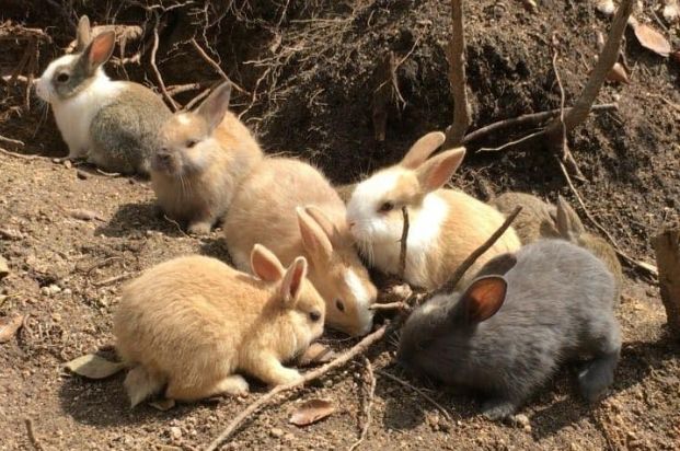 日本东京动物园一日游攻略,日本最值得去的小动物