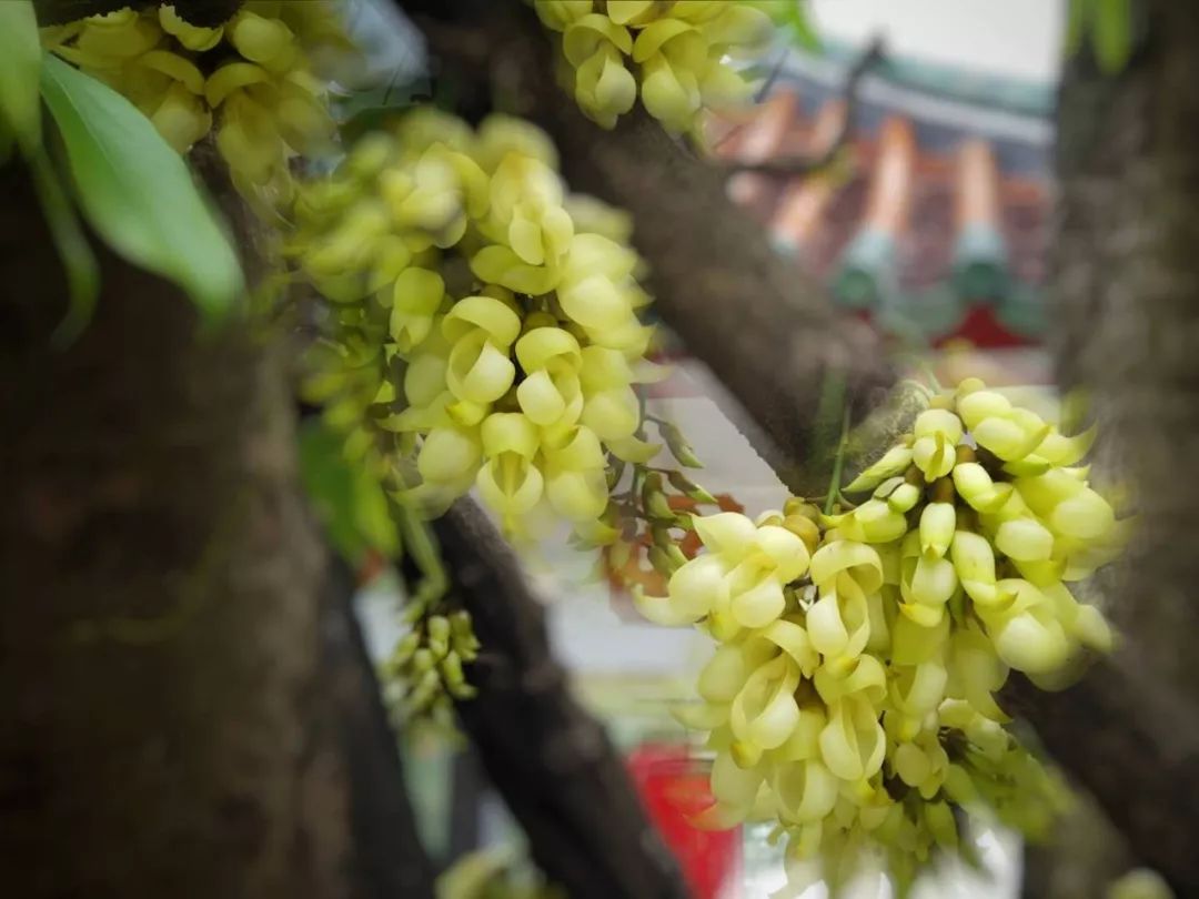 七星岩禾仙岛黄花铃木,七星岩黄花风铃四季变化