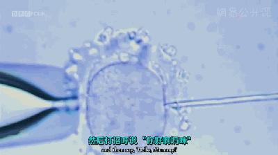 揭秘|为了8000美元，她们甘愿租借自己的子宫...