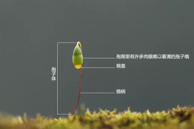 机构上百元的自然课程~春日踏青最常见的，孩子想知道的都在这里！大自然拓荒者小矮人~