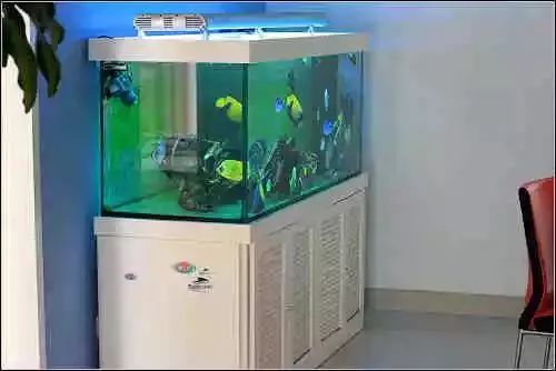 海缸珊瑚的饲养,海缸新手入门详细教程及注意事项