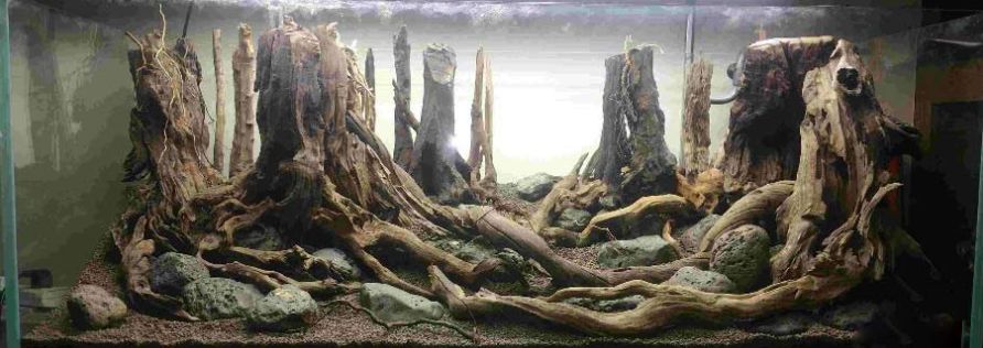 ada2021造景大赛第一名高清图,22年ada造景大赛