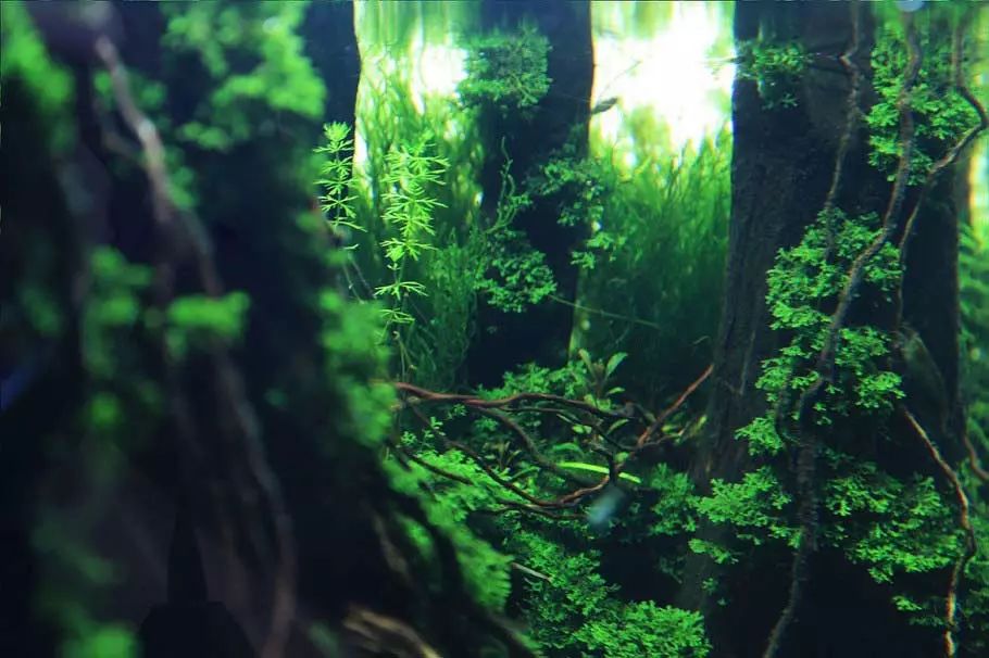 ada2021造景大赛第一名高清图,22年ada造景大赛