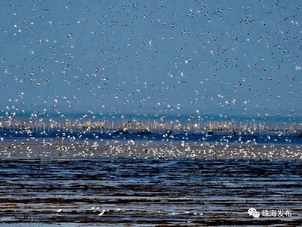 定了！石家庄将首开至珠海、嘉兴方向高铁，一路都是好风景