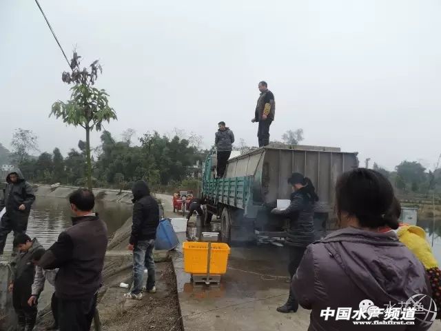 鱼苗放进鱼塘有少数死亡正常吗,放养鱼种要注意什么