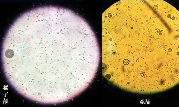 水稻新品,水稻上市新品种