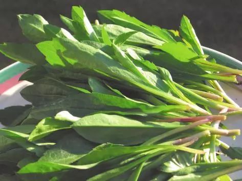 宿州野菜,挖野菜的视频火了