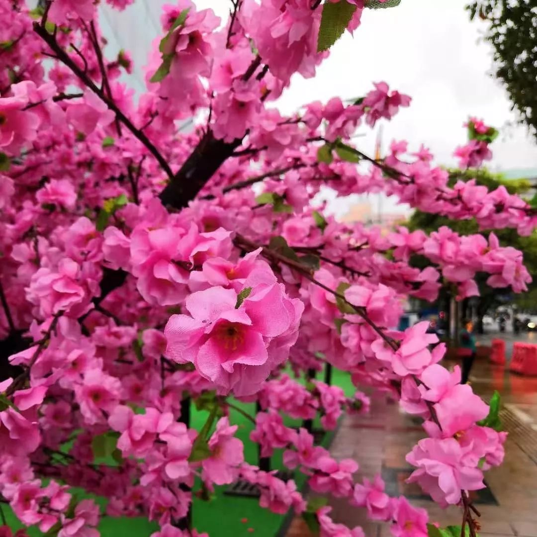 玉林网红打卡点格桑花景区,玉林打卡网红地古镇