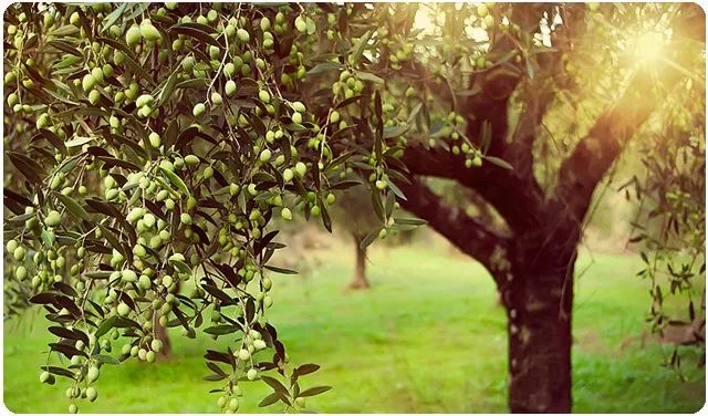 橄榄生长省份,橄榄生长在土里么