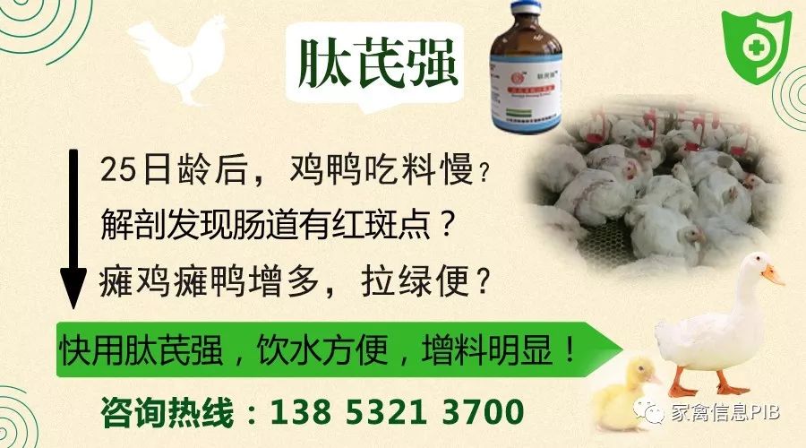 今日山东毛鸡棚前多少一斤,山东肉毛鸡一周走势