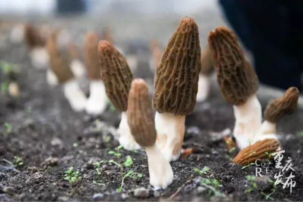 农村创业致富项目种植羊肚菌,羊肚菌农村创业