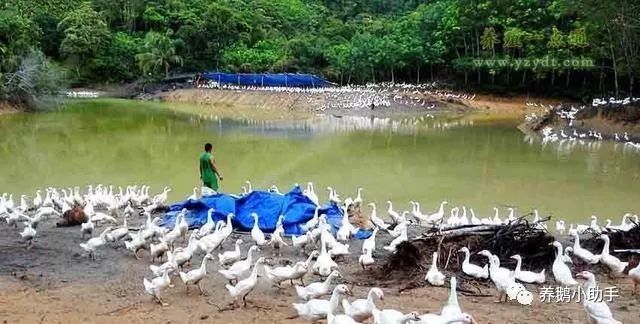 养鹅精心管理方法,怎样养好鹅教程视频