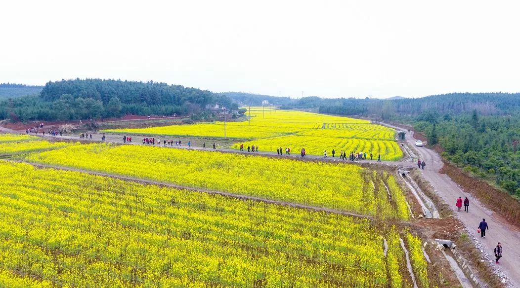 咸宁市赏花景点有哪些景区,诗意踏青春暖花开