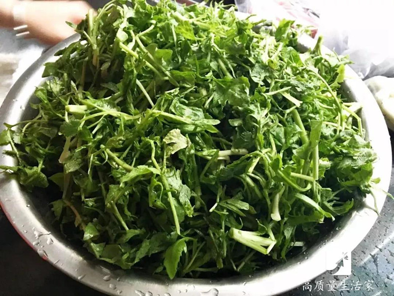 春天里要吃的四大黄金野菜,春天不可辜负的六种野菜