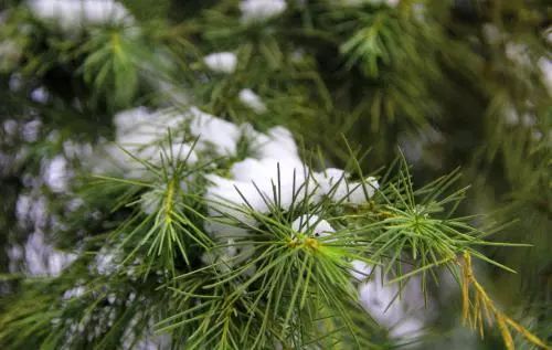 春天植树的方法,春天植树正当时