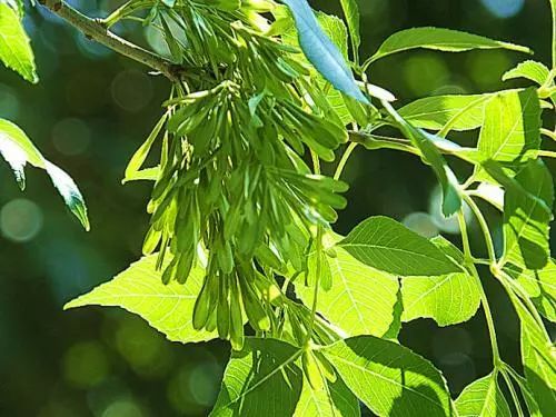 春天植树的方法,春天植树正当时