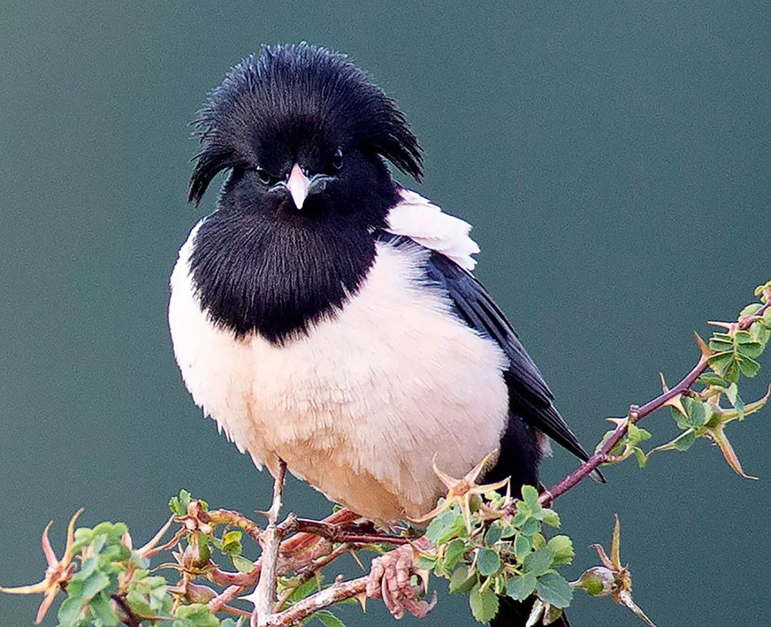 火星pk地球完整视频,火星vs金星