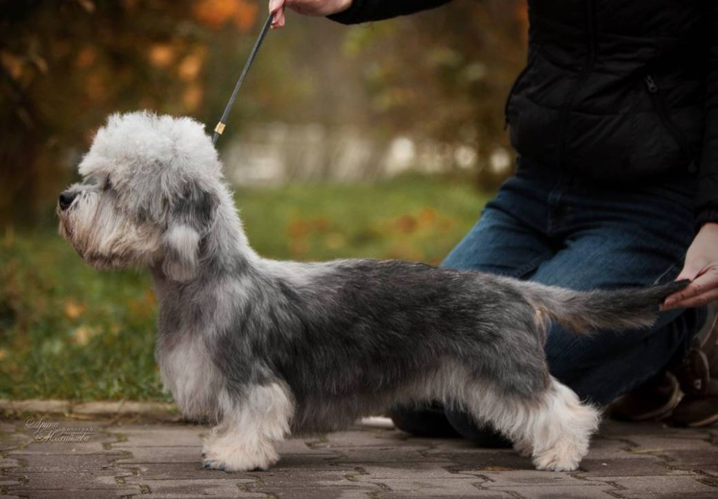 除了长得像绵羊之外,这种狗还另类得可怕!|犬种