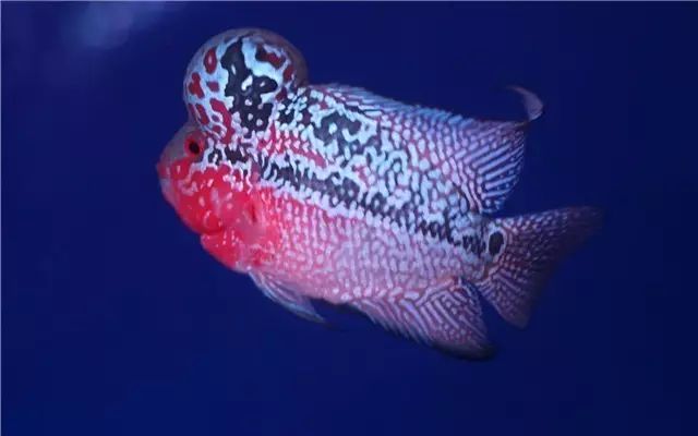 为啥新鱼入缸一直在水底,小丑鱼入缸时精神状态不好怎么办