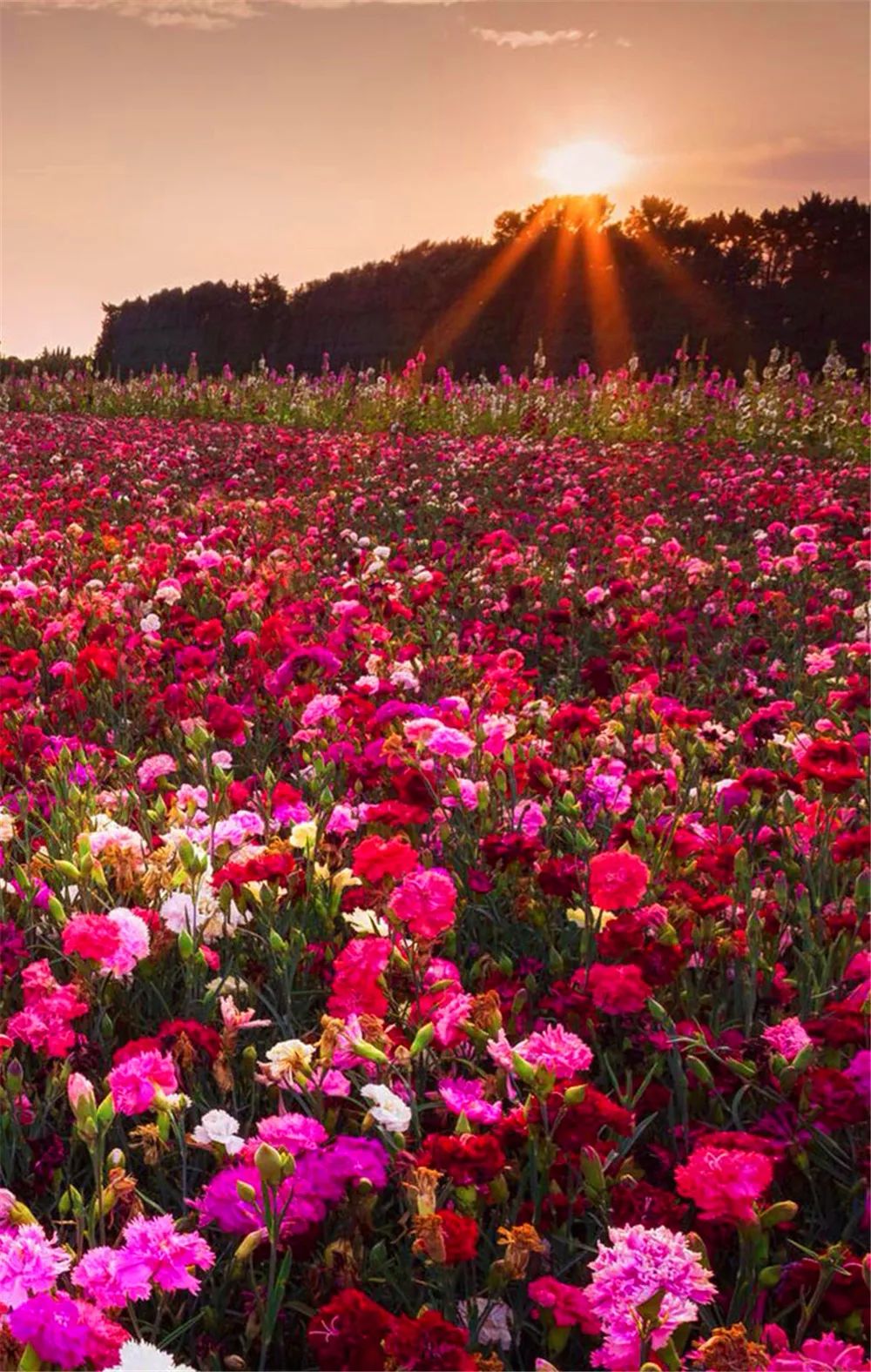 景观花海攻略,花海踏春旅游景点