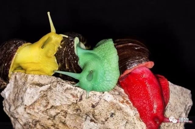 9102年了,别再用“人造”伤害动物和买家