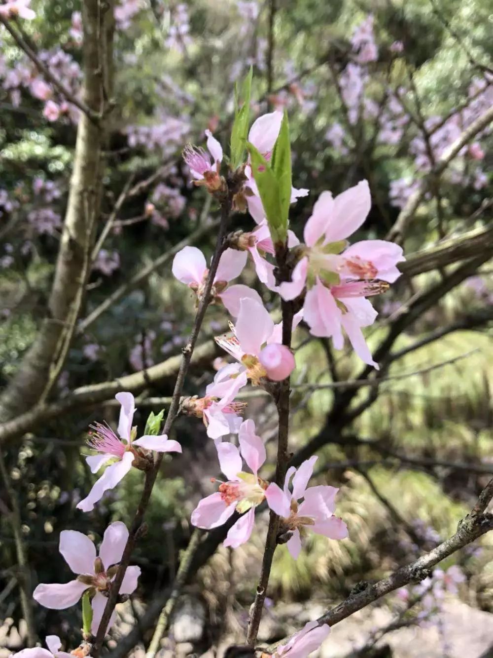 五一五府山蜜蜂谷,春游五龙山