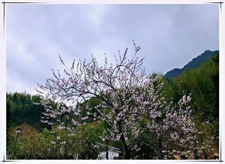 五一五府山蜜蜂谷,春游五龙山