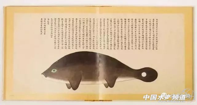 年前的海鲜,30年前的海鸥表