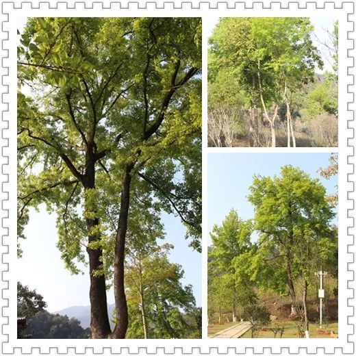 适合踏春的景点厦门,厦门春季旅游攻略