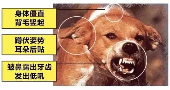 健康狗狂犬病,诸暨市狂犬病报告