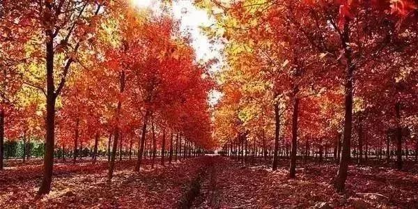 上海70岁老人免费景点大全,上海自驾游免费景点