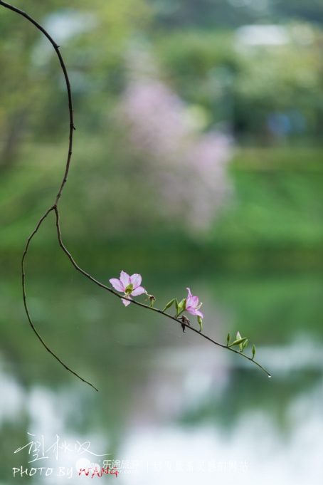 七仙女下凡到人间仙女湖,七仙女下凡人间仙境