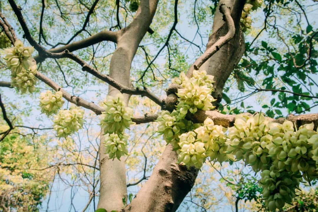 禾雀花美翻三月天,禾雀花盛开美翻三月天