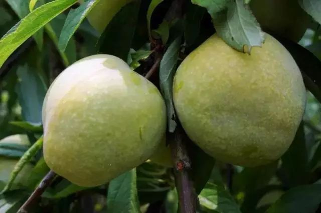 统景温泉除了泡温泉还可以干嘛,统景温泉游玩