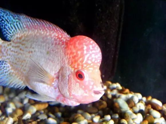 闆岄泟楸肩殑姝ｇ‘閰嶅鏂规硶,绉嶉奔濡備綍閰嶅