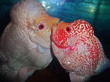 闆岄泟楸肩殑姝ｇ‘閰嶅鏂规硶,绉嶉奔濡備綍閰嶅