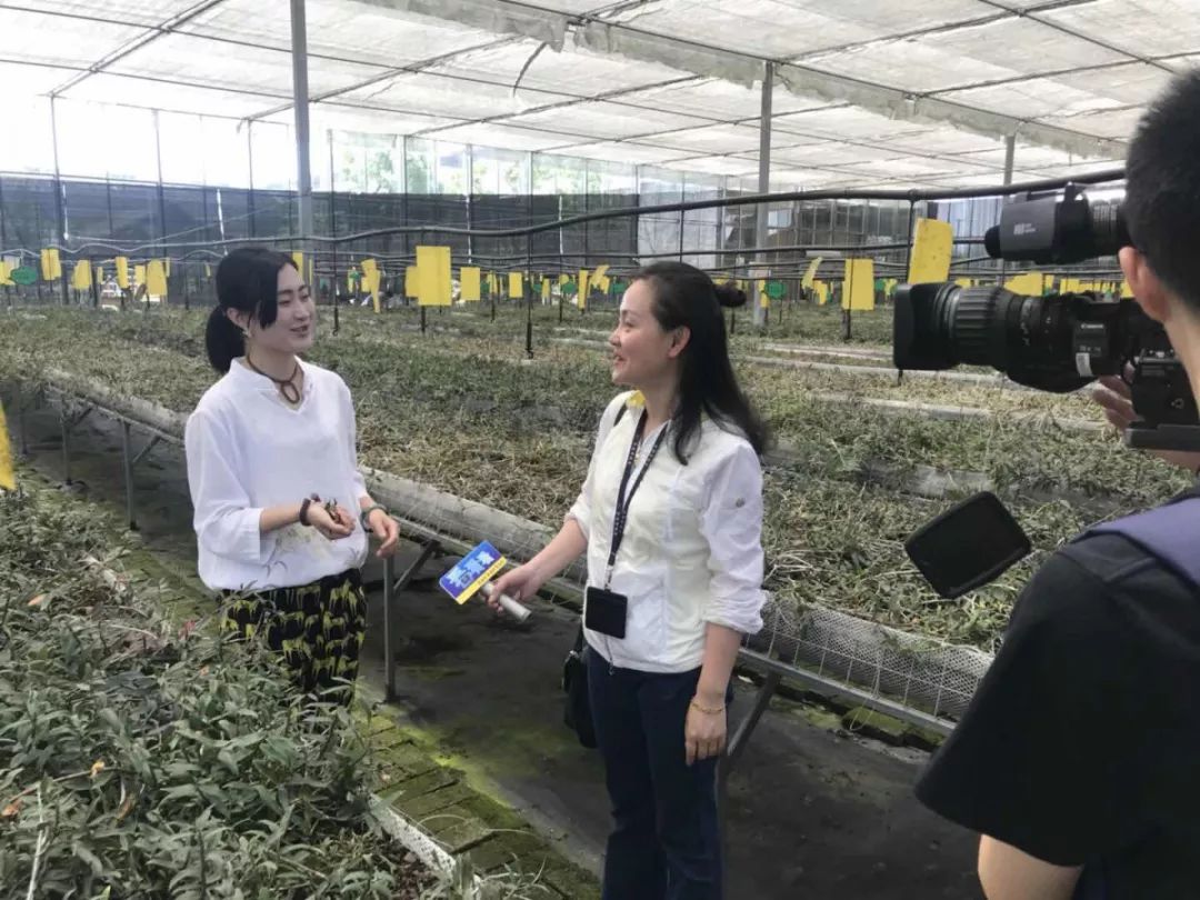 “海归”80后回乡当药农——肖艺：用“爱”说话，传承中医药文化