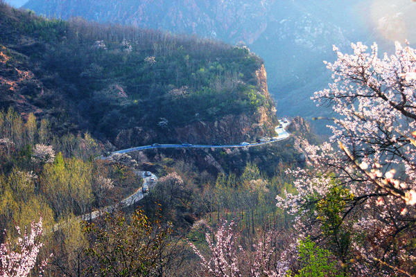春游郑州这份赏花攻略请收好,郑州自驾踏青赏花好去处